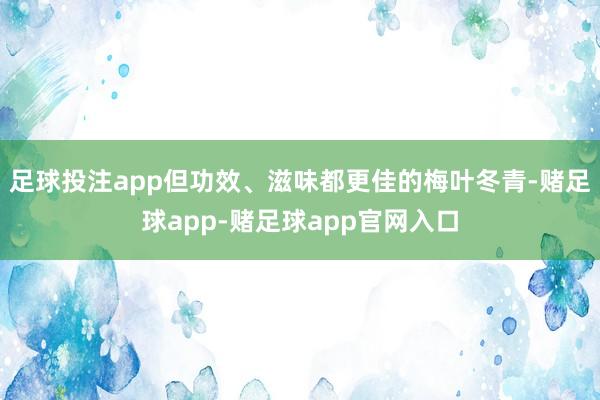 足球投注app但功效、滋味都更佳的梅叶冬青-赌足球app-赌足球app官网入口